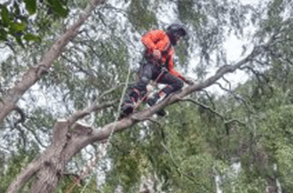 emploi moniteur élagage arbres jeunes jardiniers