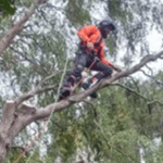 emploi moniteur élagage arbres jeunes jardiniers