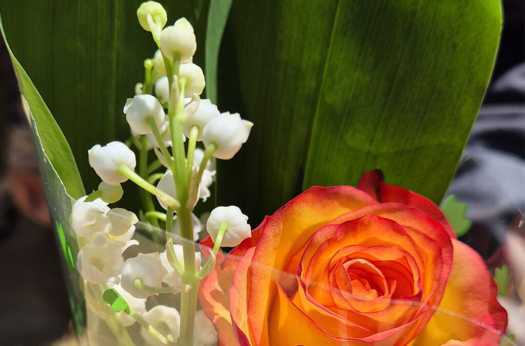 vente de muguet serre outil et ferme nos pilifs