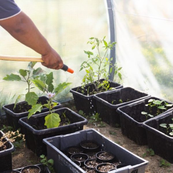 APRE potager