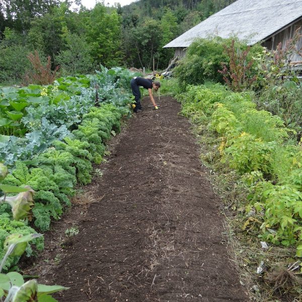Potager - Les Jeunes Jardiniers