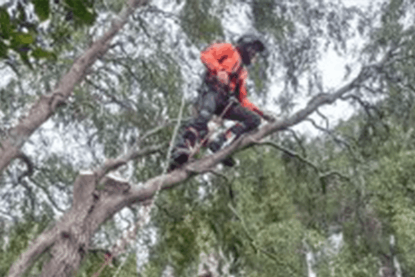 emploi moniteur élagage arbres jeunes jardiniers