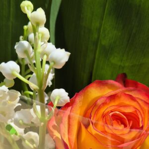 vente de muguet serre outil et ferme nos pilifs