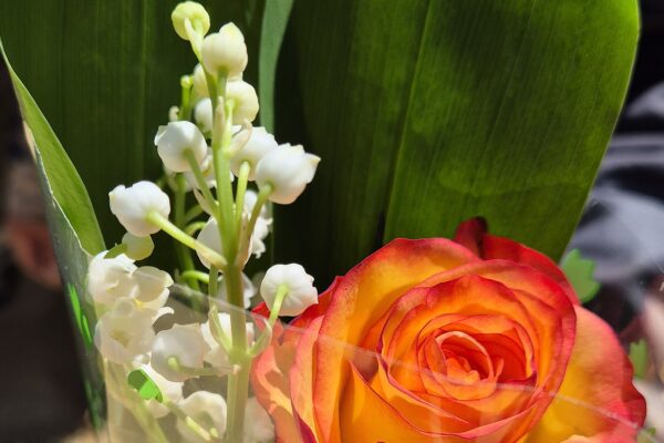 vente de muguet serre outil et ferme nos pilifs